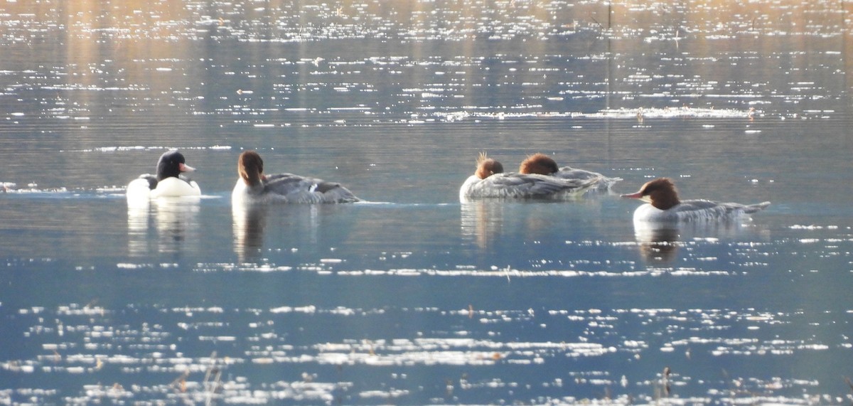 Common Merganser - ML645220584