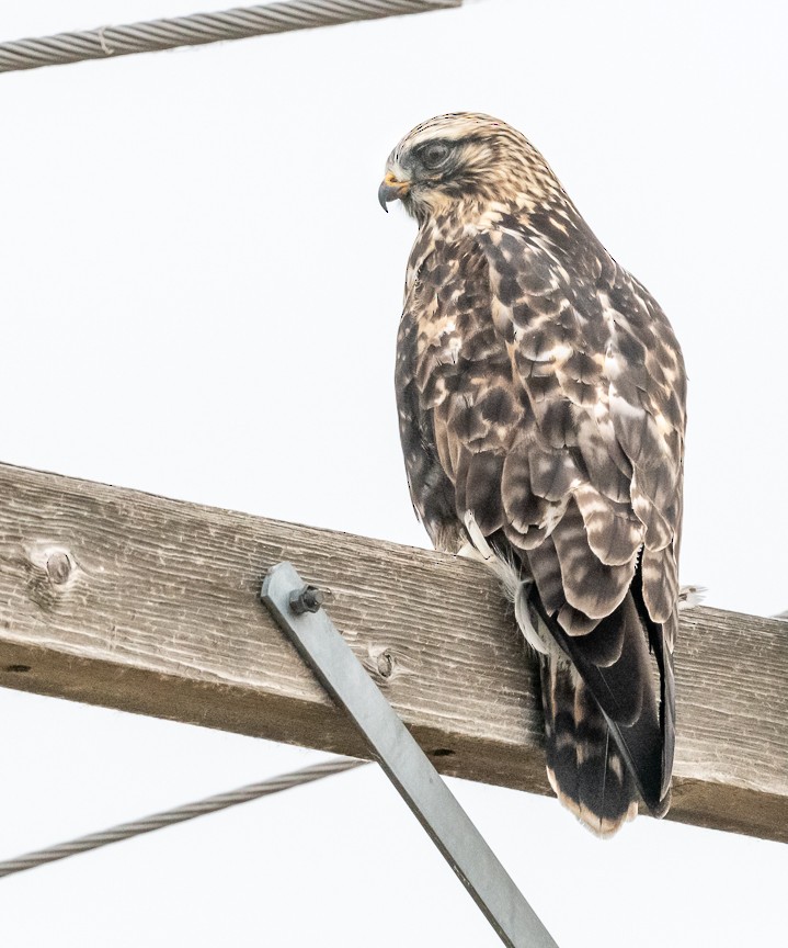 Rough-legged Hawk - ML645220588