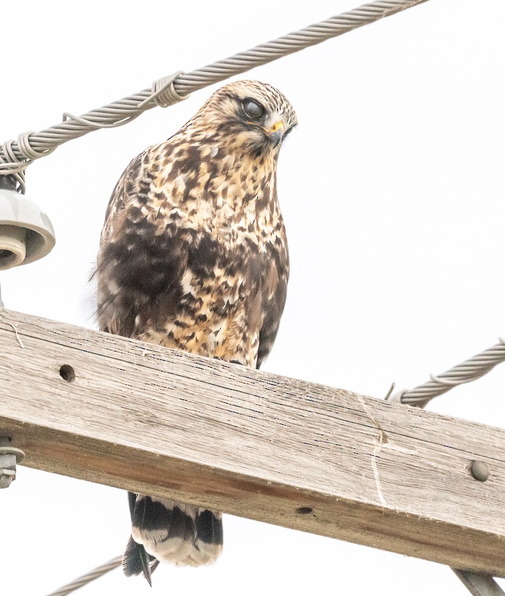 Rough-legged Hawk - ML645220589