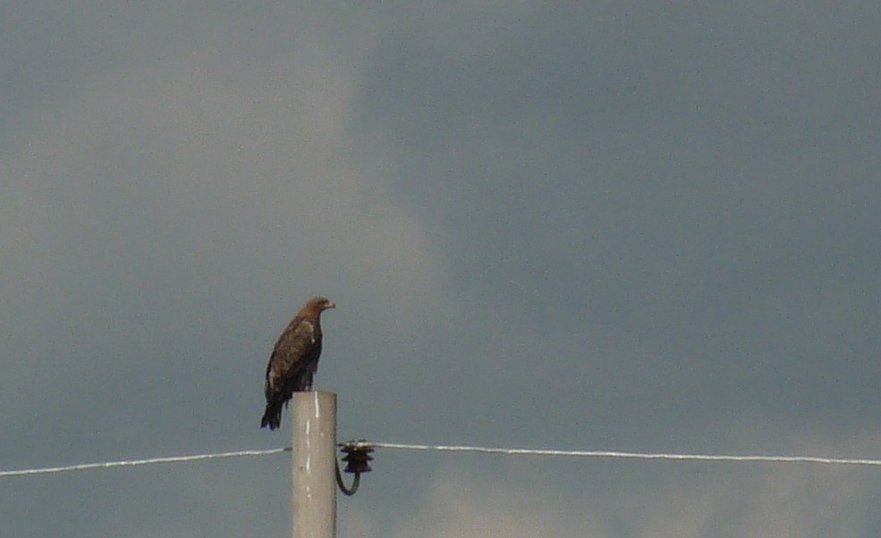 Tawny Eagle - ML645220590