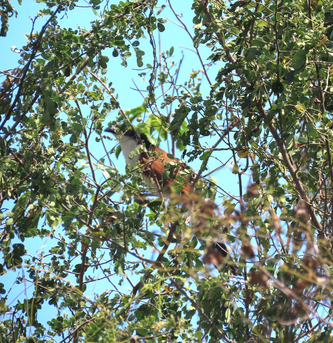 White-browed Coucal - ML645220591