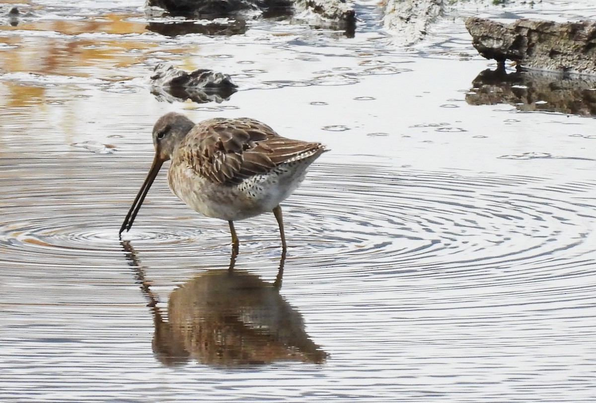 Long-billed Dowitcher - ML645220592