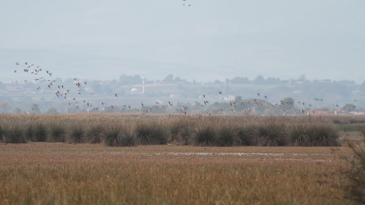Black-tailed Godwit - ML645220594
