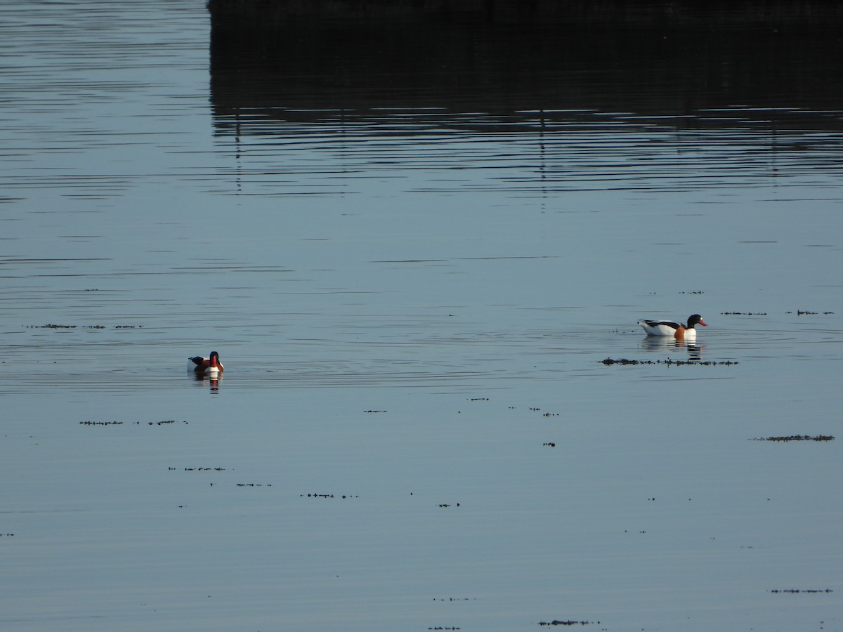 Common Shelduck - ML645220595