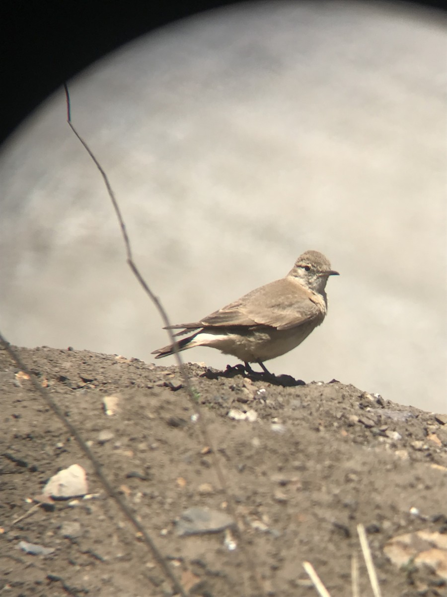 Creamy-rumped Miner - ML645220598