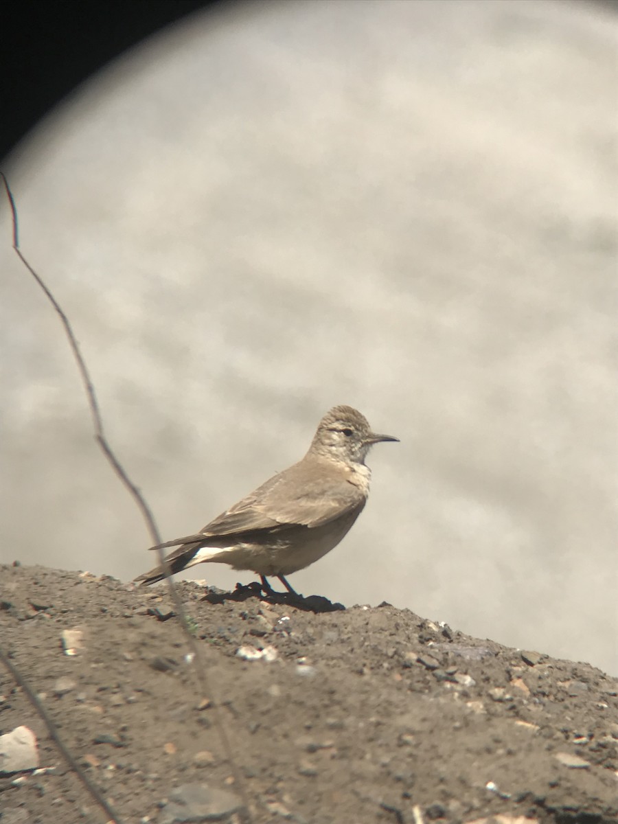Creamy-rumped Miner - ML645220599
