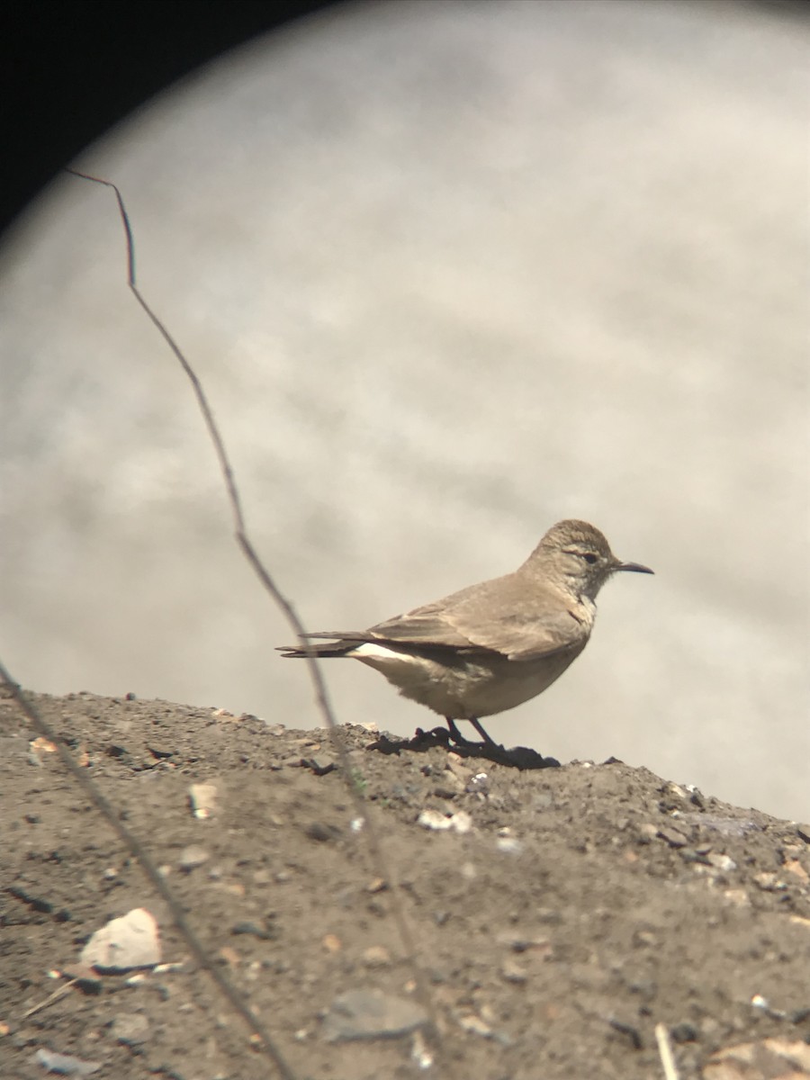 Creamy-rumped Miner - ML645220601