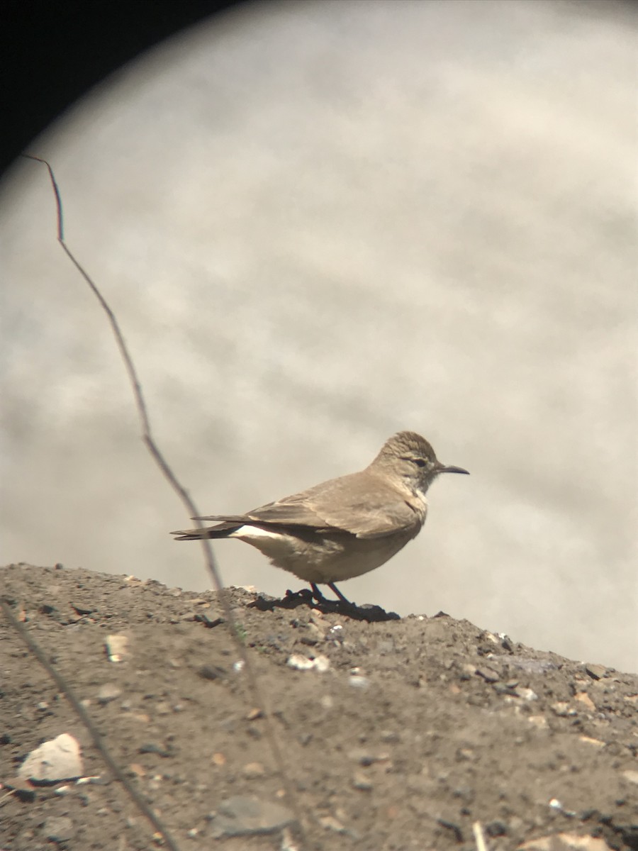 Creamy-rumped Miner - ML645220602