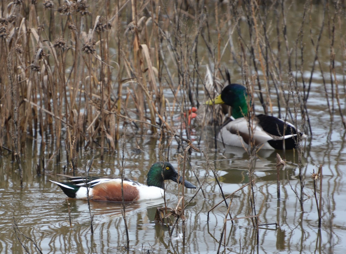 Northern Shoveler - ML645220603