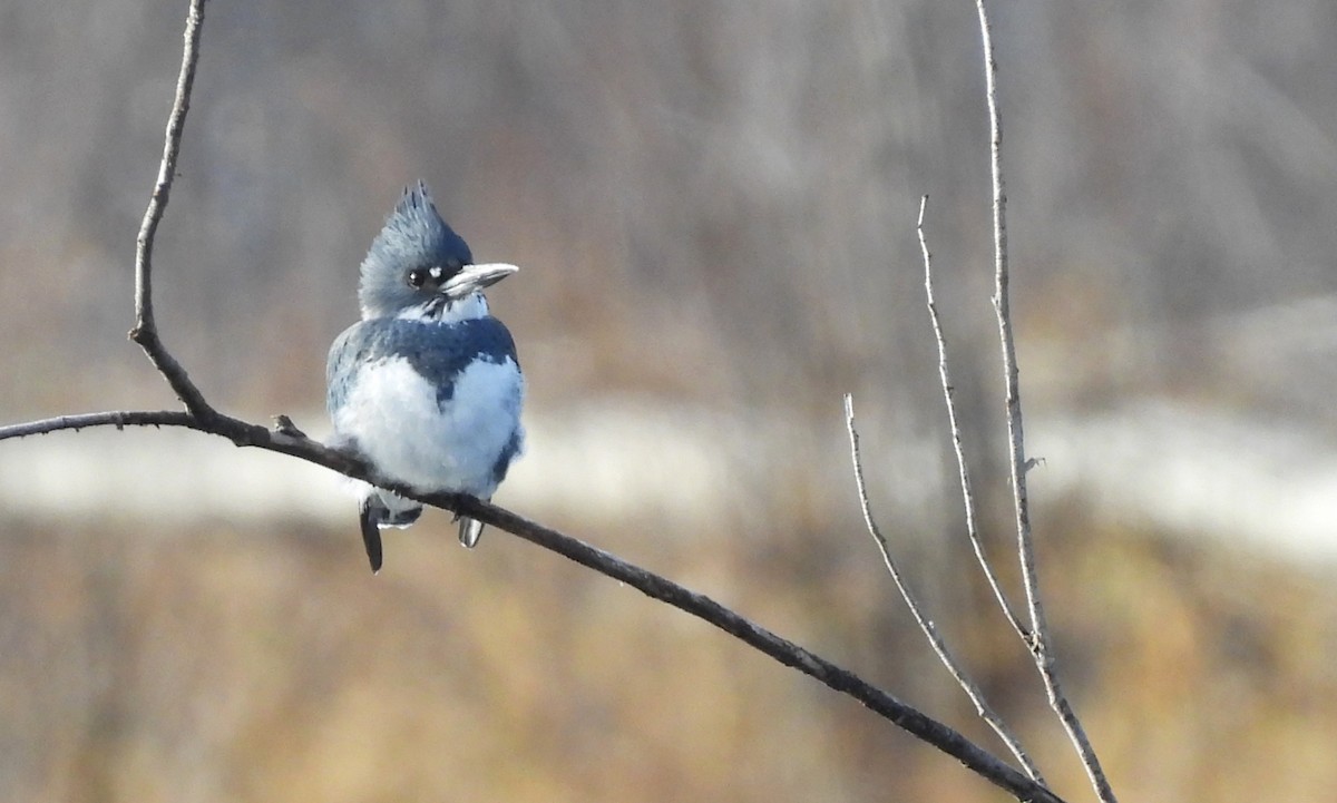 Belted Kingfisher - ML645220607