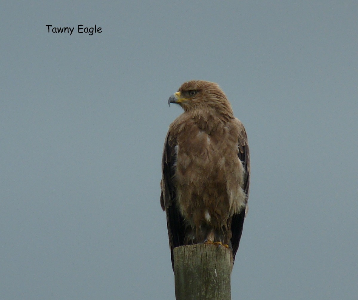 Tawny Eagle - ML645220610