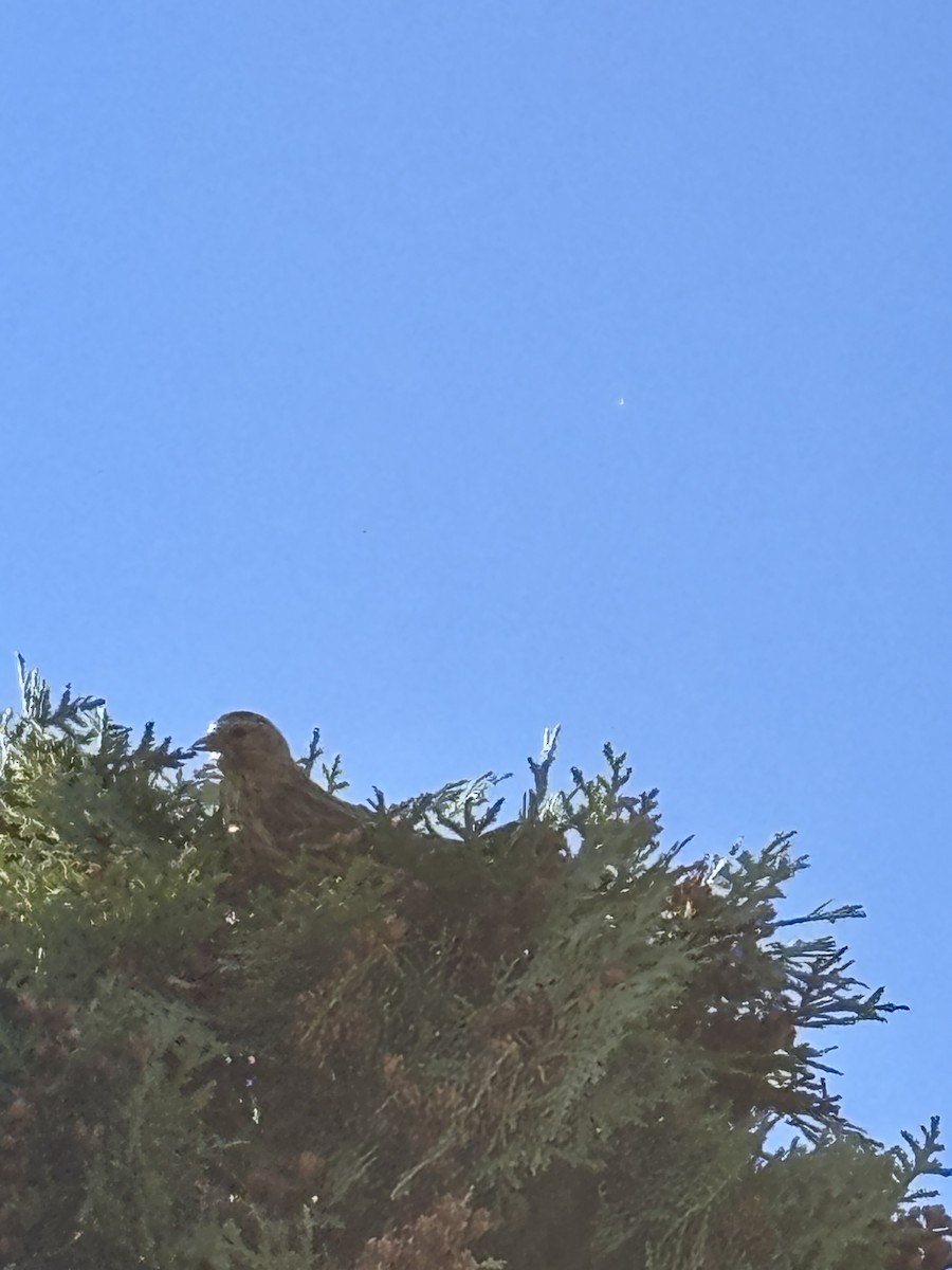 Pine Siskin - ML645220611