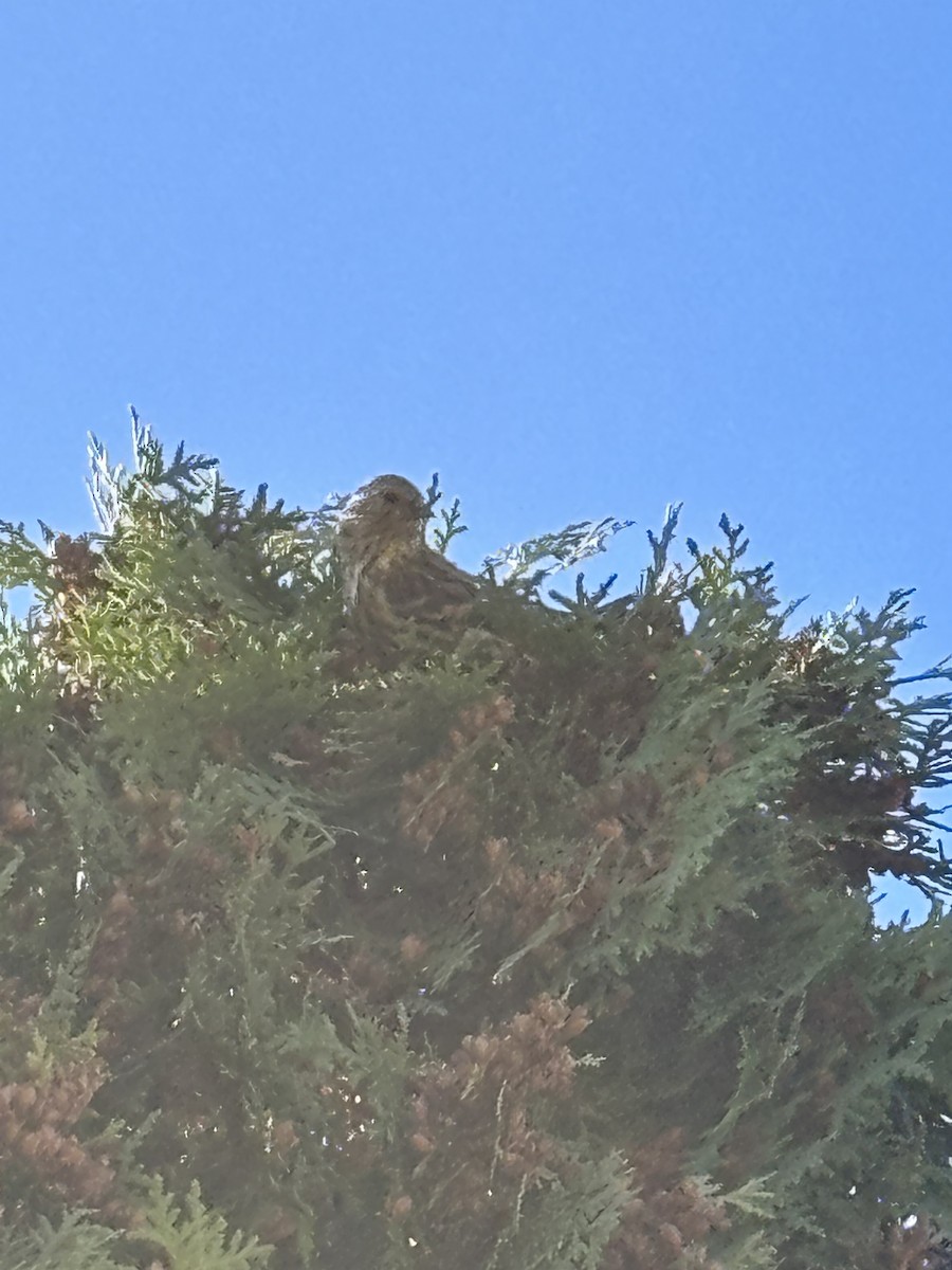 Pine Siskin - ML645220612