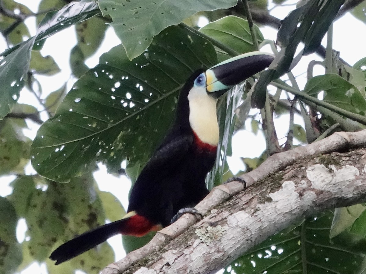 Channel-billed Toucan - ML645220620