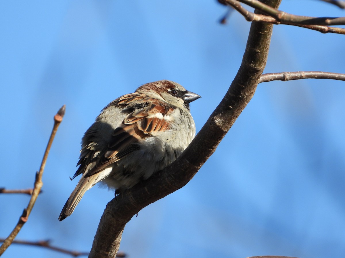 House Sparrow - ML645220636