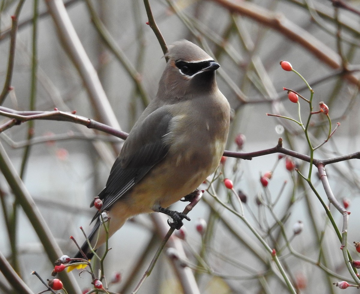 Sedir İpekkuyruğu - ML645220644