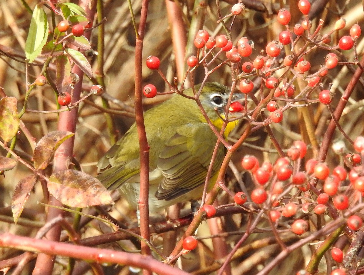 Sarı Göğüslü İkterya - ML645220658