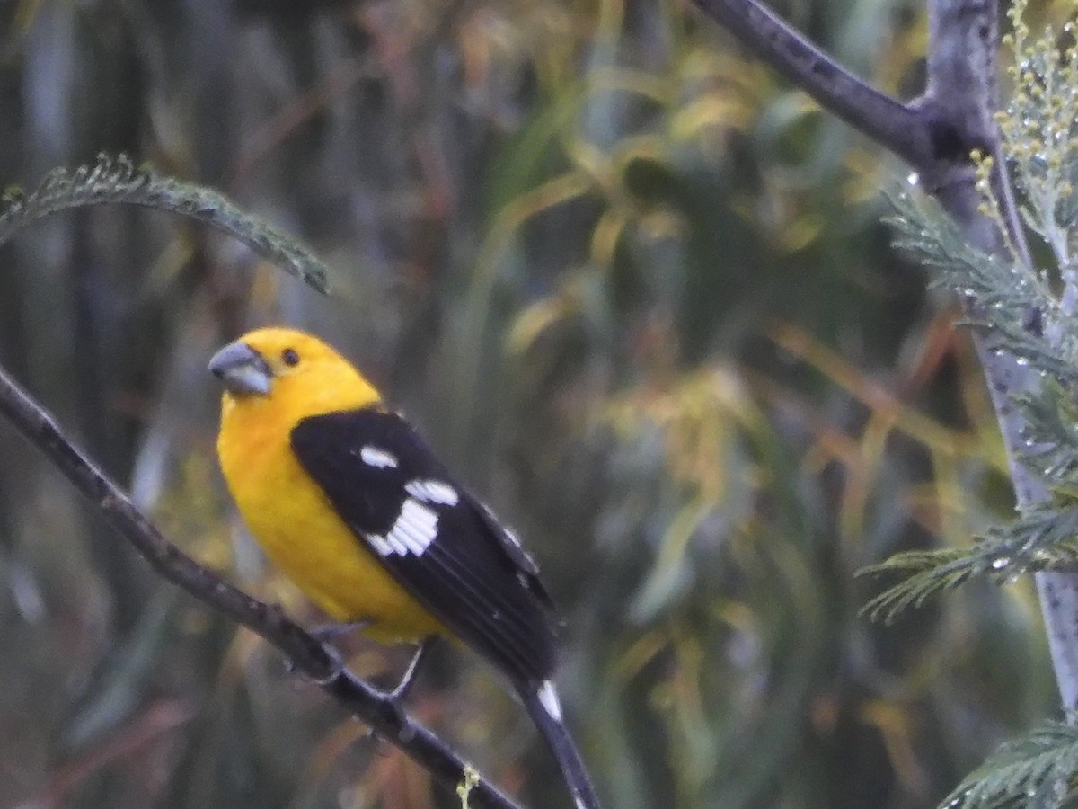 Golden Grosbeak - ML645220661