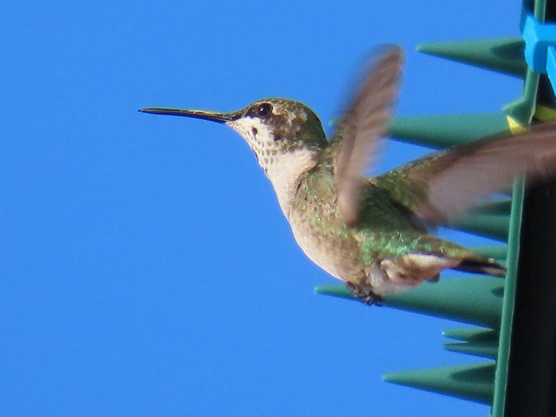 Рубиновогорлый колибри - ML645220670