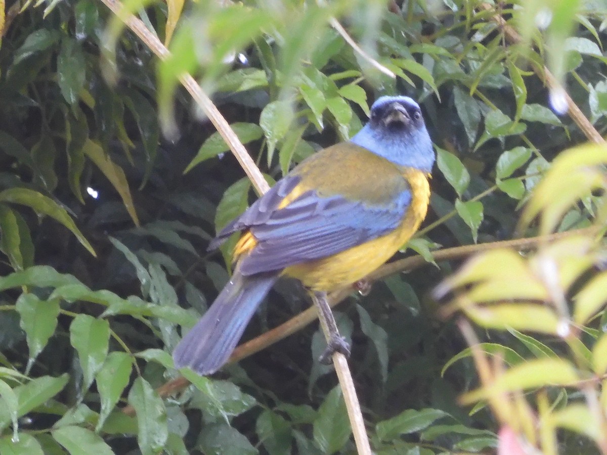 Blue-and-yellow Tanager - ML645220671