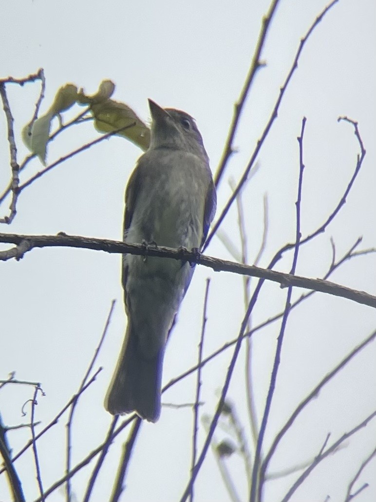 Eastern Wood-Pewee - ML645220723