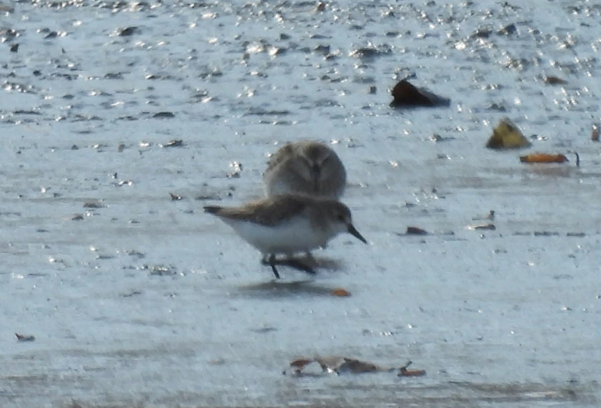 Semipalmated Sandpiper - ML645220726