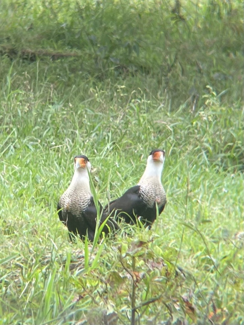 Crested Caracara - ML645220729