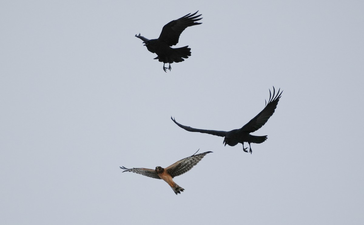 Northern Harrier - ML645220743