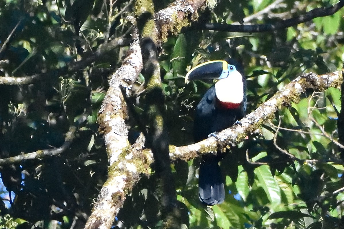 White-throated Toucan - ML645220745