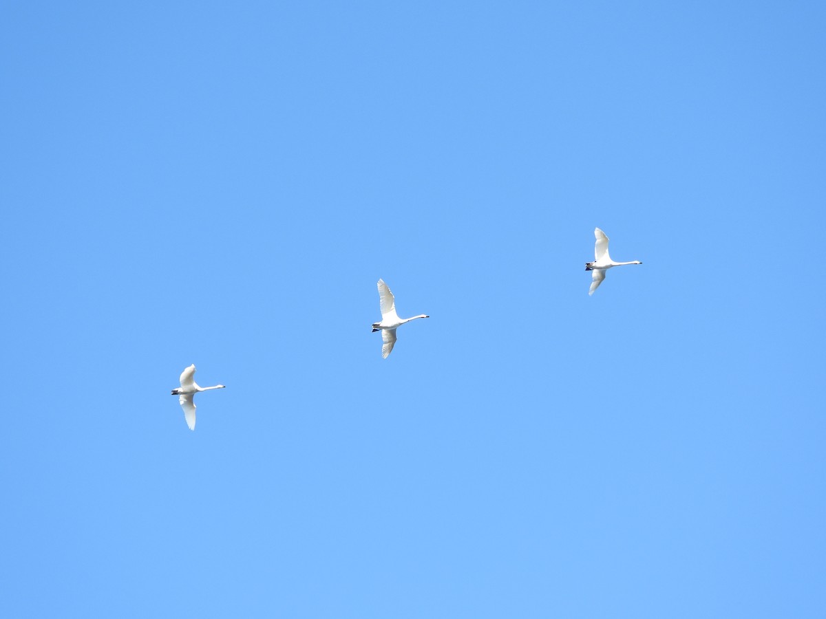 Whooper Swan - ML645220746