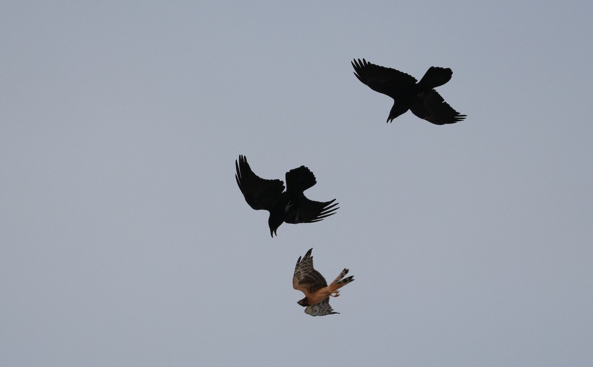 Northern Harrier - ML645220748