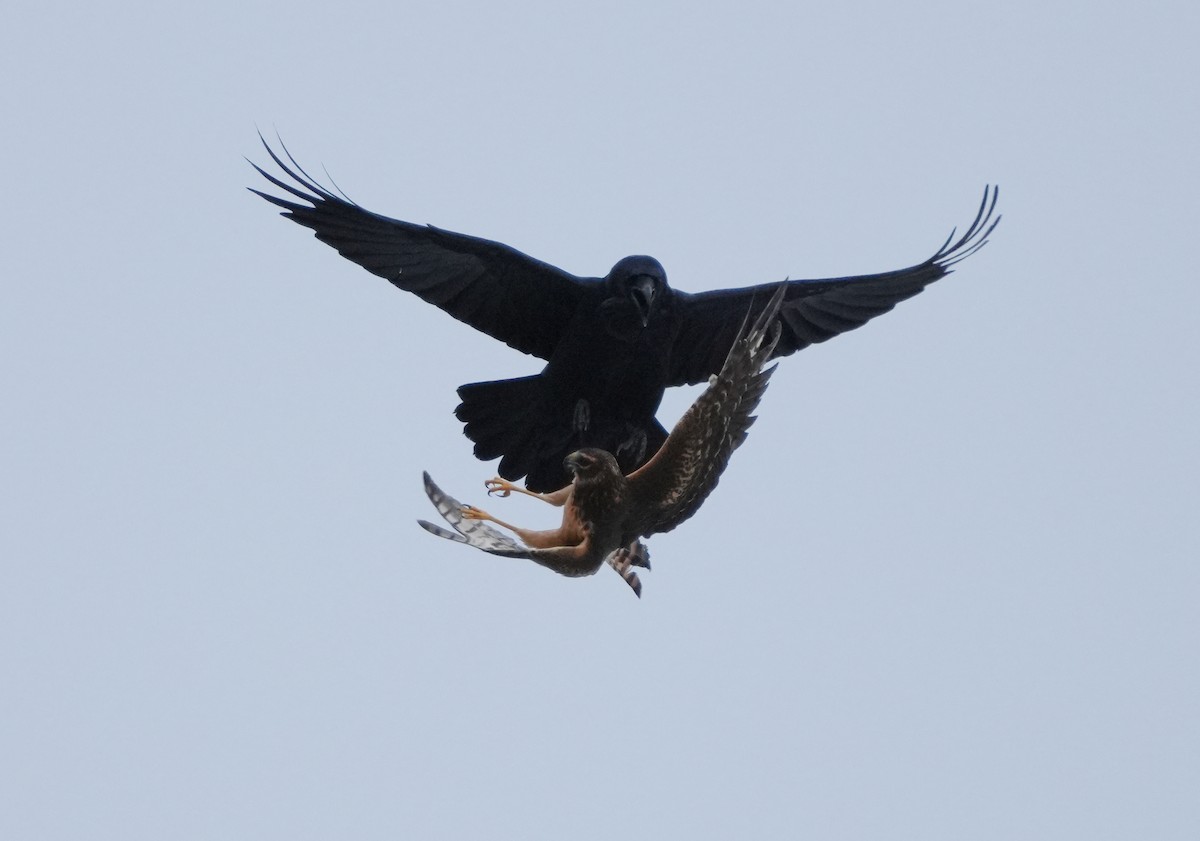 Northern Harrier - ML645220760