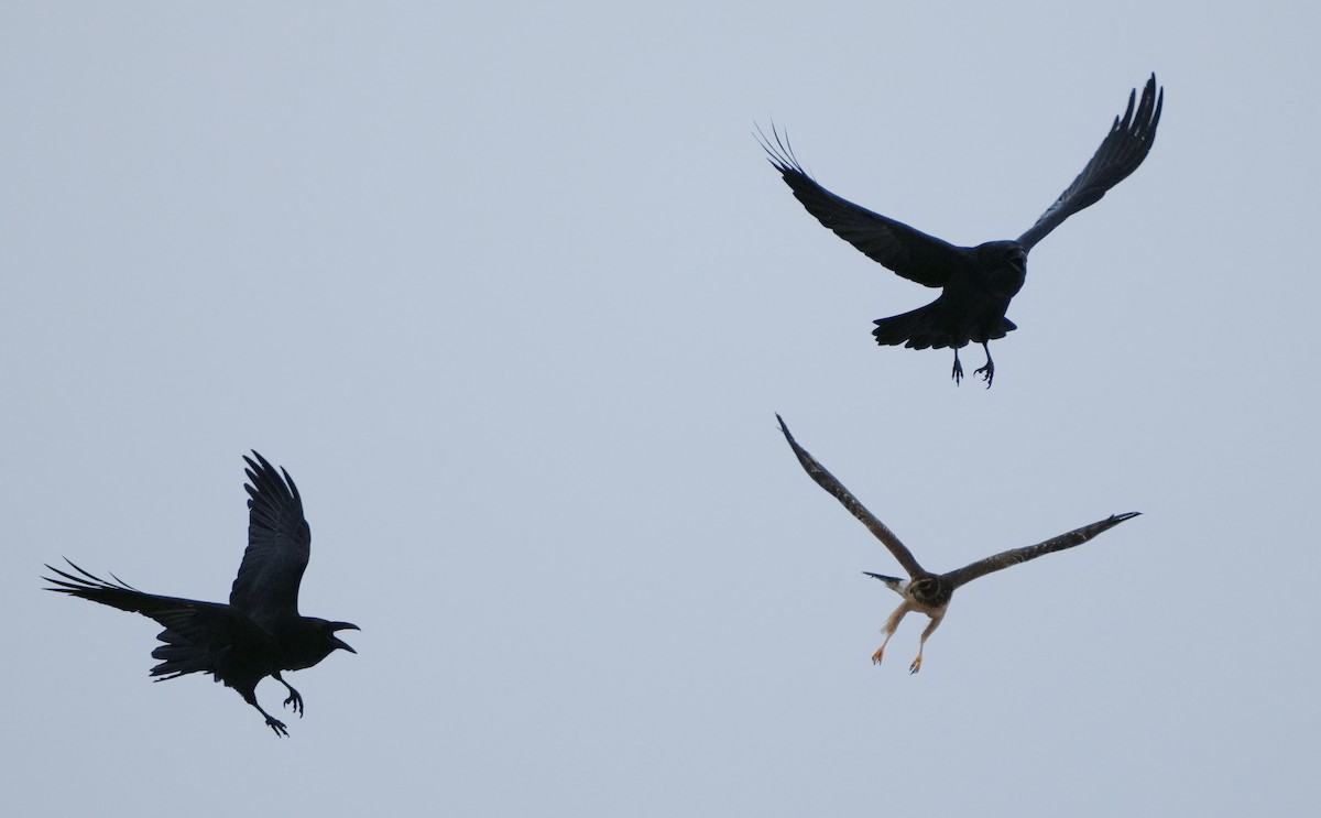 Northern Harrier - ML645220765