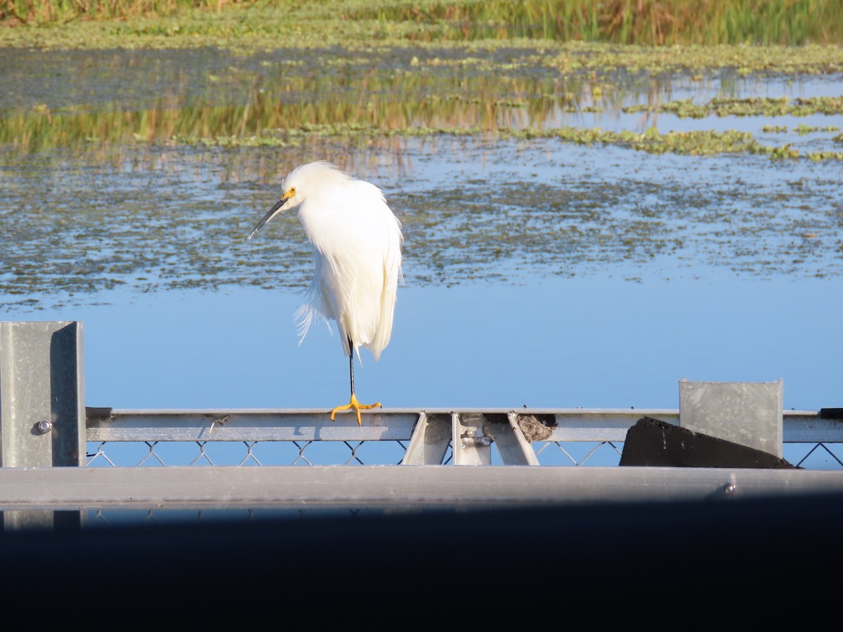 Snowy Egret - ML645220767