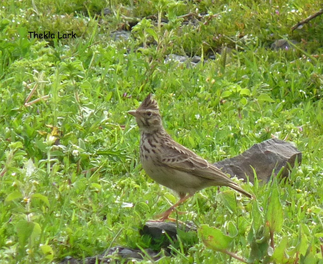עפרוני ספרדי - ML645220769