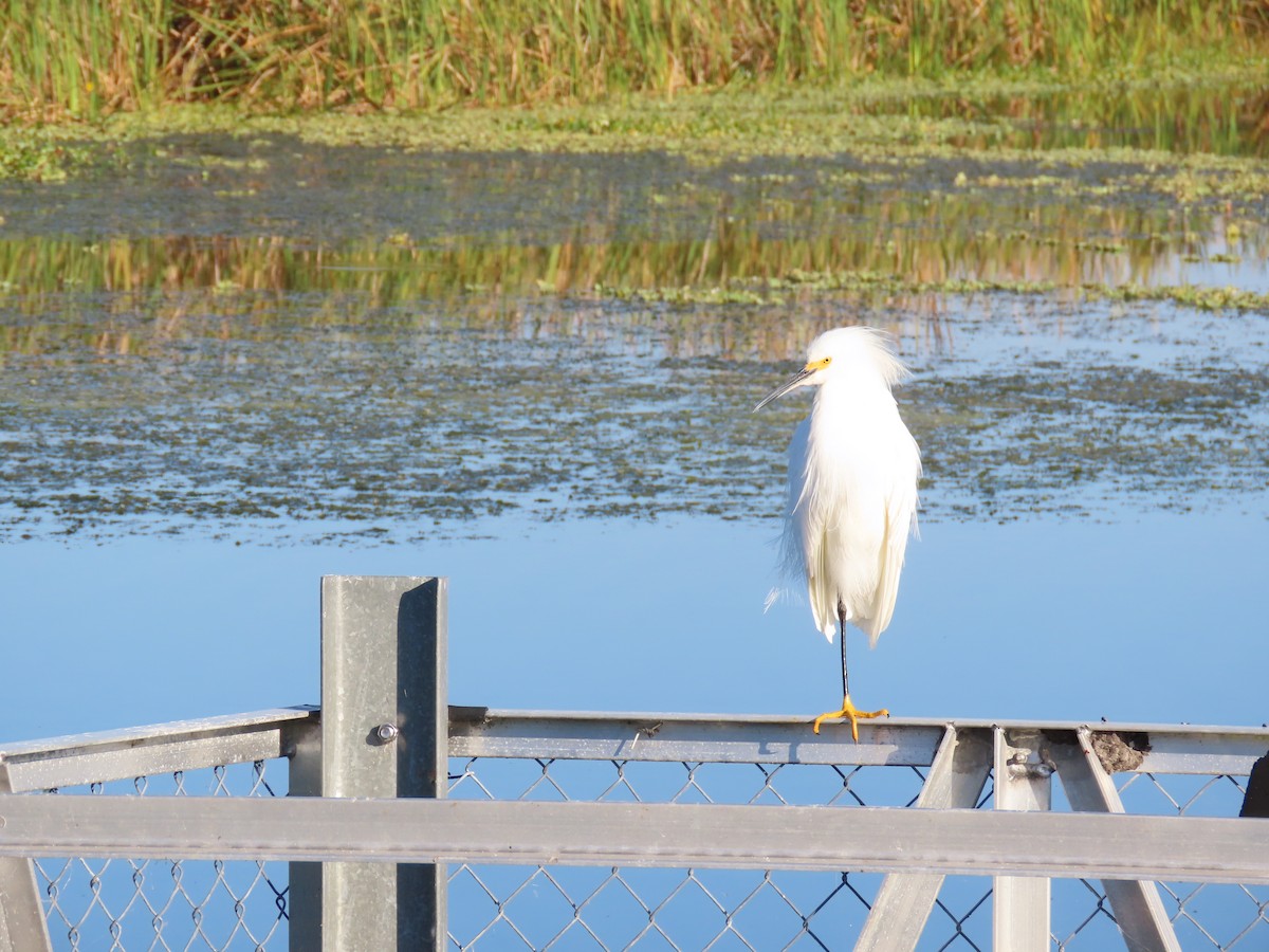 Snowy Egret - ML645220774