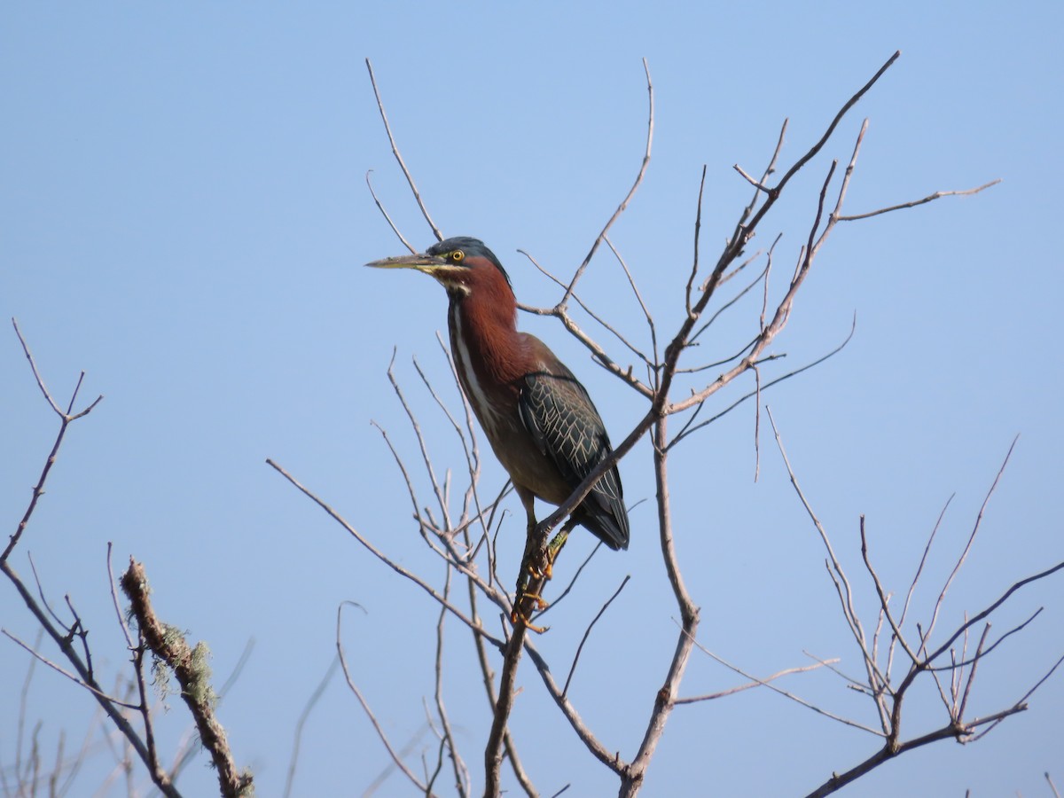 Green Heron - ML645220777
