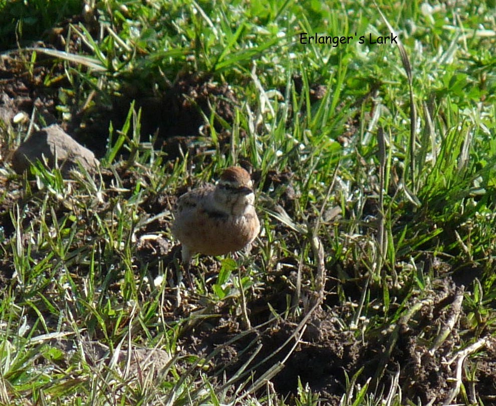 Blanford's Lark (Erlanger's) - ML645220792