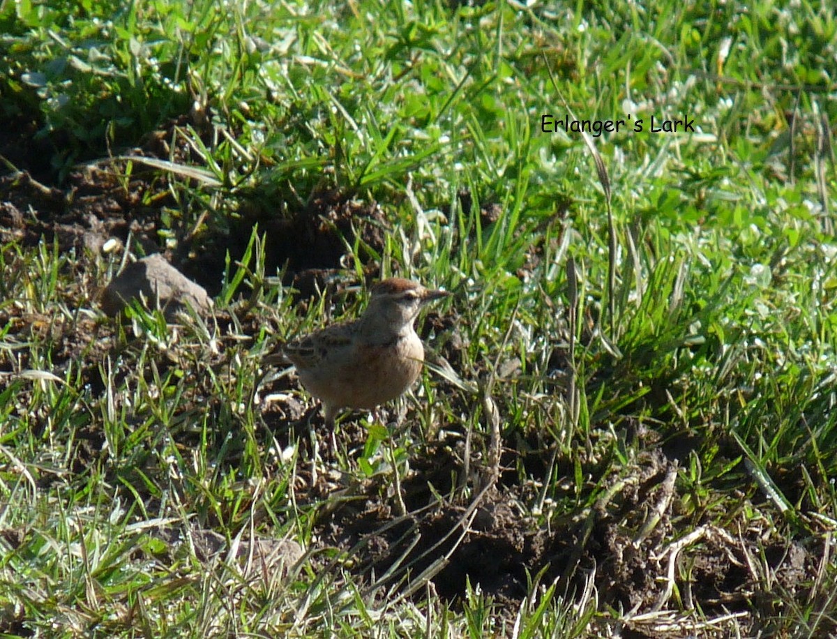 Blanford's Lark (Erlanger's) - ML645220793