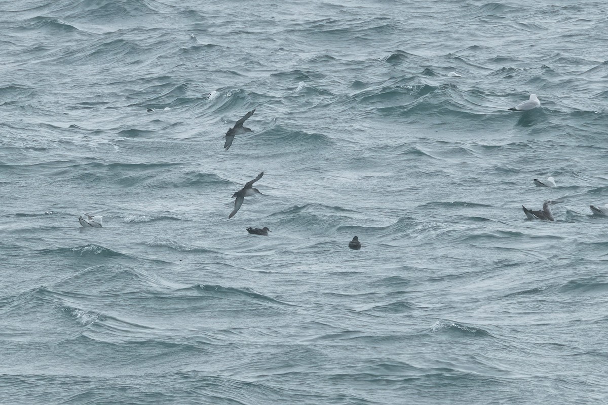 buřňák baleárský - ML645220799