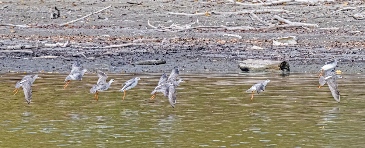 Spotted Redshank - ML645220805