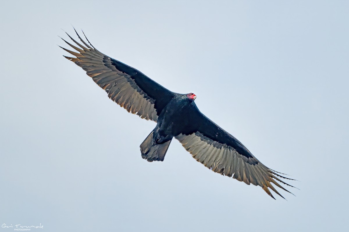 Turkey Vulture - ML645220806