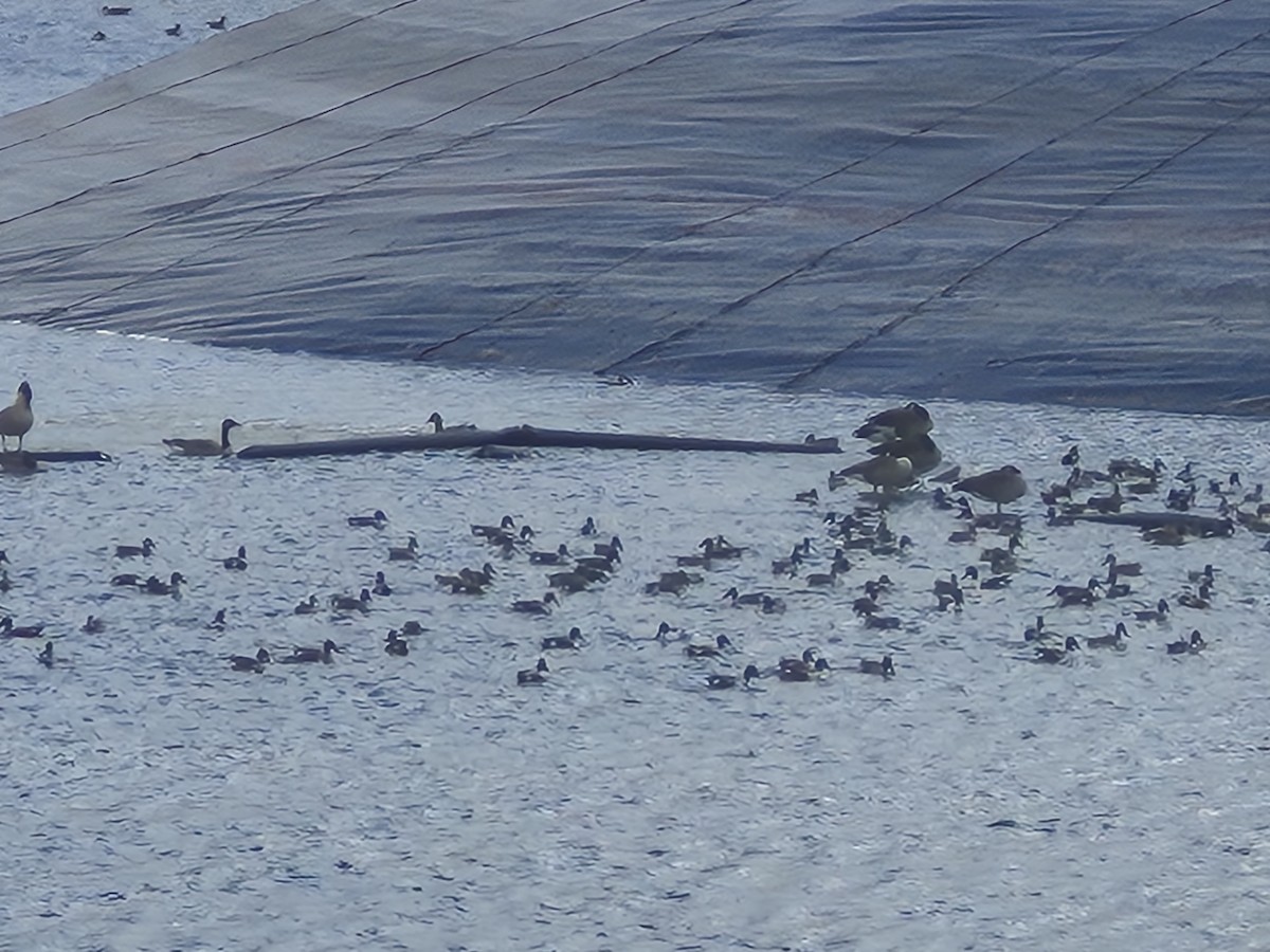 Northern Shoveler - ML645220807