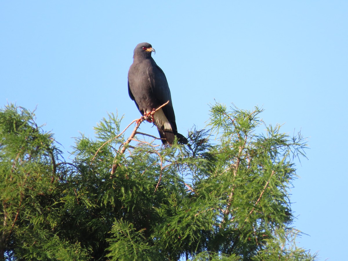 Snail Kite - ML645220808