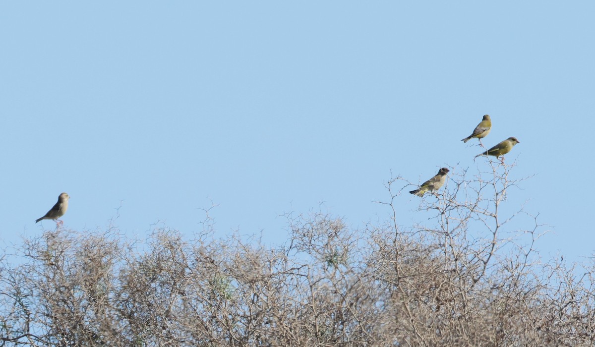 European Greenfinch - ML645220809