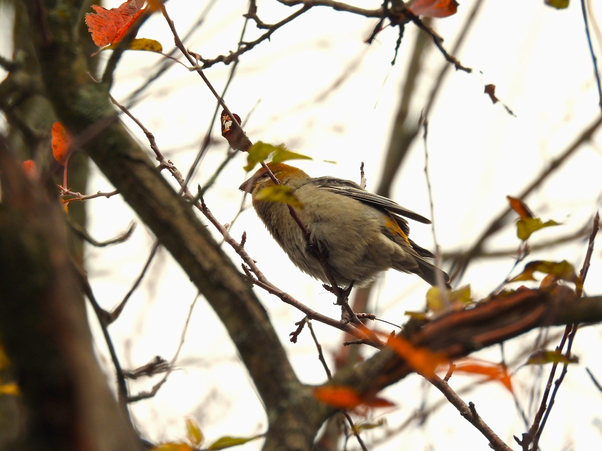 Pine Grosbeak - ML645220810