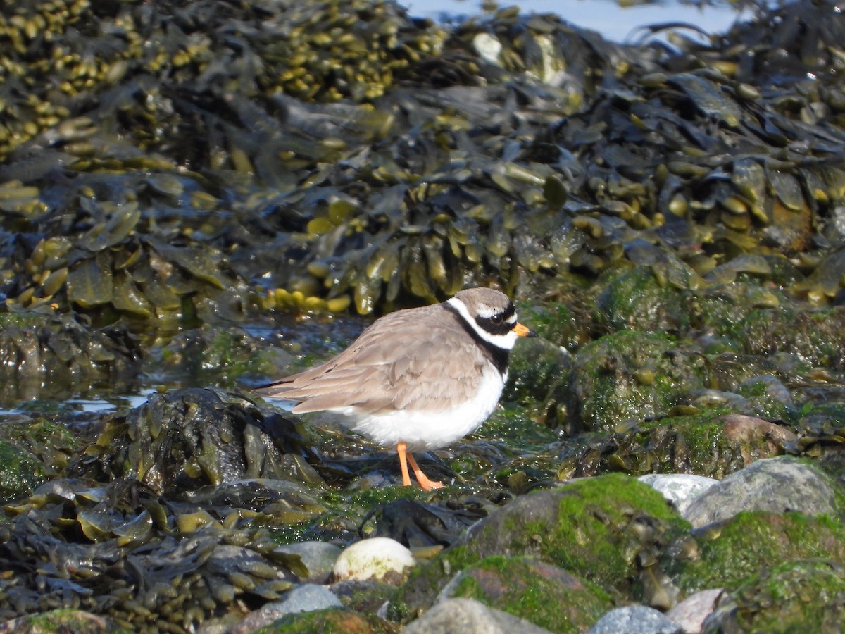 Common Ringed Plover - ML645220811