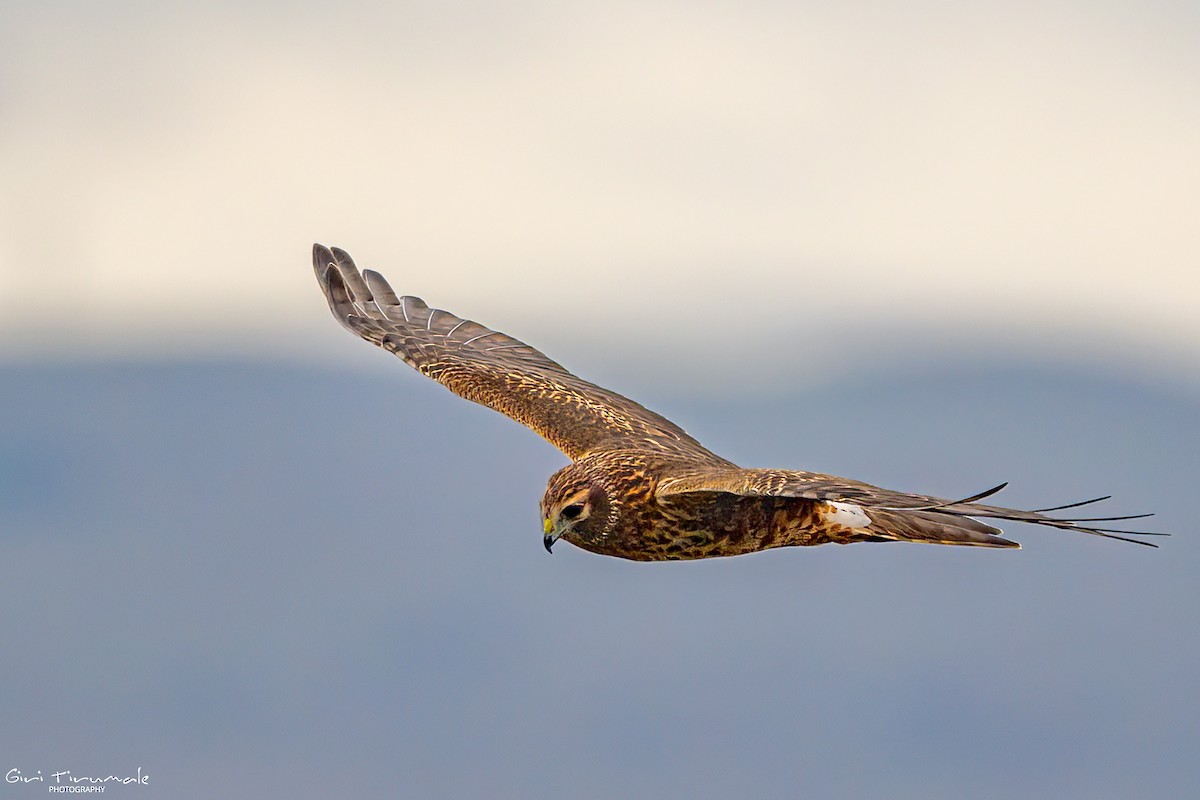 Northern Harrier - ML645220812