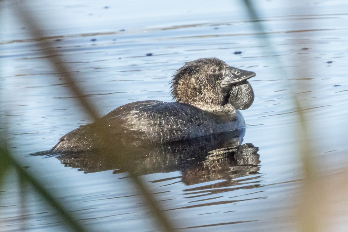 Musk Duck - ML645220814