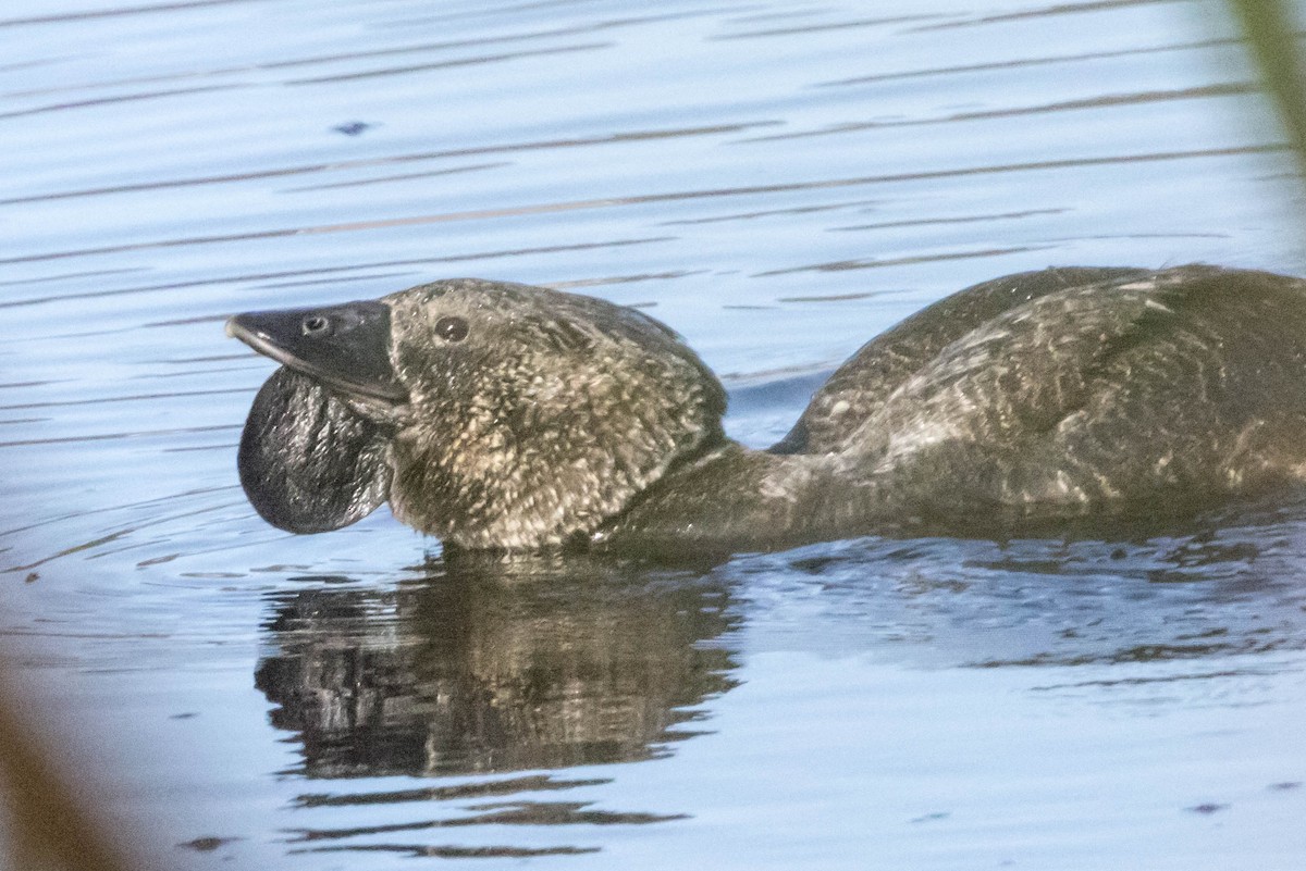 Musk Duck - ML645220816